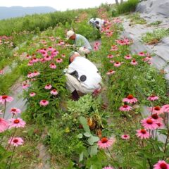 収穫前の除草作業中