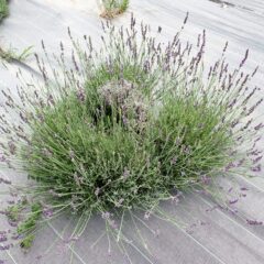 ラベンダー・グロッソの花穂が色付いています