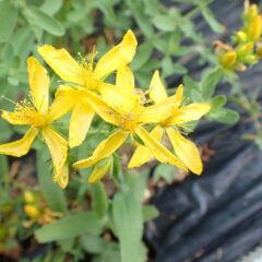 セントジョンズワートの花も咲いています