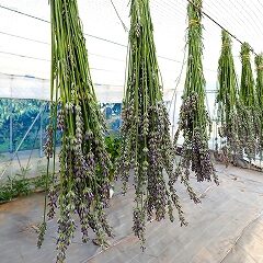 ラベンダーのドライフラワー作り