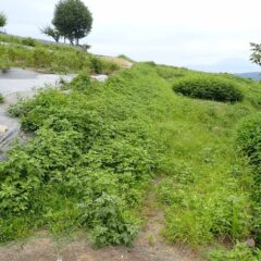 農場の通り道が雑草で覆われて消えてしまいました