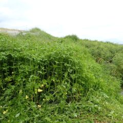 雑草は背丈ほどに伸びています