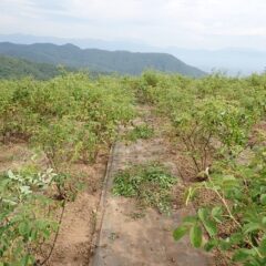 ローズ畑でも除草作業が行われています