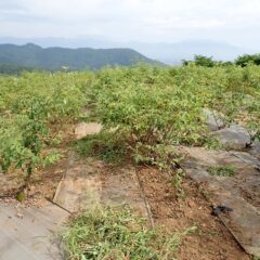 炎天下の中で除草作業が続いています