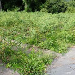 ローズ畑の中も草だらけになってしまいました