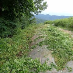 取り急ぎローズ畑に侵入するのを防ぎました