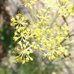 フェンネルの黄色い花