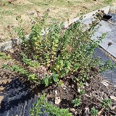 オレガノも花を咲かせています