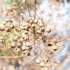 コリアンダーは種になっています