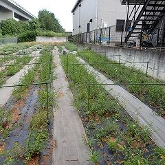 ペパーミントの除草作業