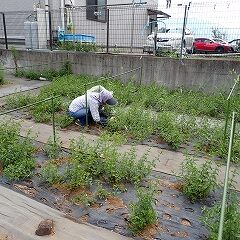 台風の影響も無く炎天下で作業しています