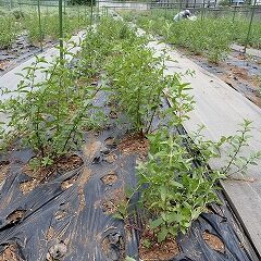 除草作業が終わり綺麗になったペパーミント畑