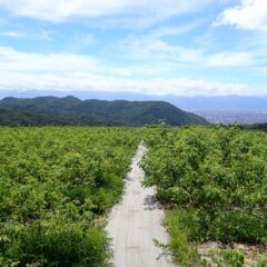 夏の除草作業