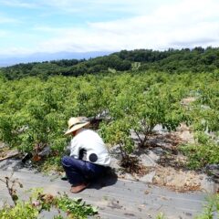炎天下の中で除草作業が行われています