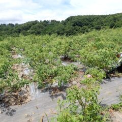 除草作業の終わったローズ畑