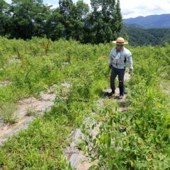 炎天下での除草作業は体力が奪われます