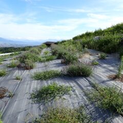 ラベンダー・グロッソも雑草が蔓延ってしまいました