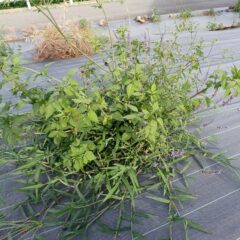 今年植えた苗は雑草で覆われてしまっています