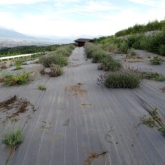 除草作業の終わったラベンダー・グロッソ畑