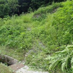 ヨモギ畑に上がる通路も雑草で覆われています