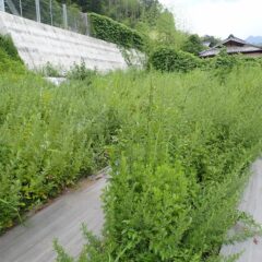 ヨモギは雑草に負けずに背丈ほどに育っていて一安心