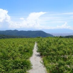 ローズ畑の草刈り作業