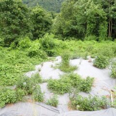 ローズ畑の周囲は雑草だらけ