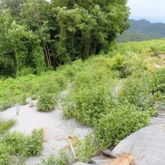 あっという間に背丈ほどに伸びてしまいました
