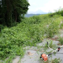 つる草が伸びて来て畑との境が分からなくなっています