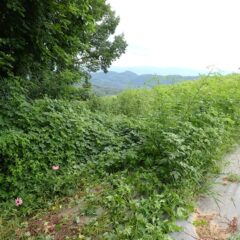 一部のつる草はローズに巻き付いてしまっています