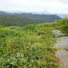 こちら側の草刈り作業終了、奥に富士山が現れました