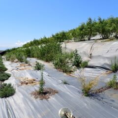 刈り取り作業が終了したら休む暇なく畑脇の草刈り作業です