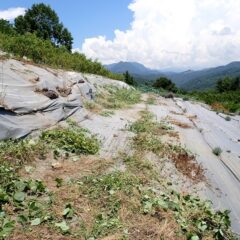 炎天下での草刈り作業は体に応えます