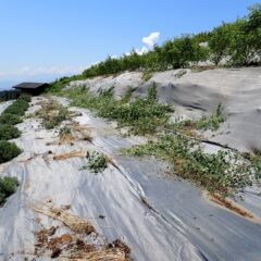 ラベンダー・グロッソ畑の草刈り作業終了