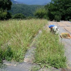 炎天下の中で除草作業中です