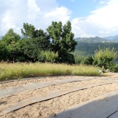 カモマイル・ジャーマン畑の除草作業もここまで進みました