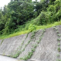 石垣の上からクズが伸びて来ています