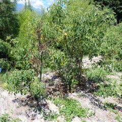 咲き終わった花柄と長く伸びた枝を切り取ります