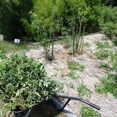つる草が巻き付いたり風通しが悪くなると病気などが出るので切り取ります