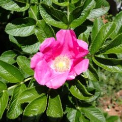 ハマナスの赤花