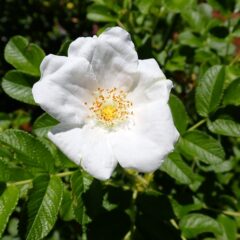 ハマナスの白花