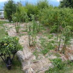 農場の草刈り作業を優先していたので枝切り作業が遅れていました