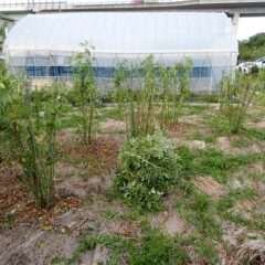 急ピッチで作業をしています