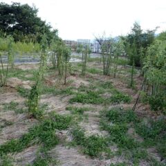 今日は何とか1/3程の枝切り作業をして終了