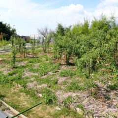 事務局前のローズ畑
