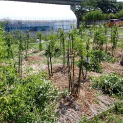 残りの作業開始