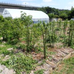順調に進んでいます