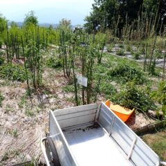 枝を切るのも大変なら片付け作業も一苦労