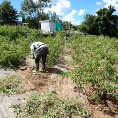 炎天下のローズ畑で除草作業中