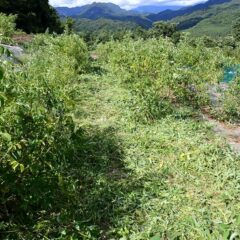 草刈り作業開始